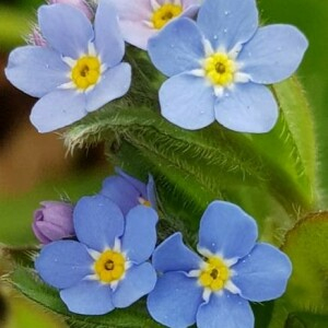 Photographie n°2399788 du taxon Myosotis arvensis (L.) Hill [1764]