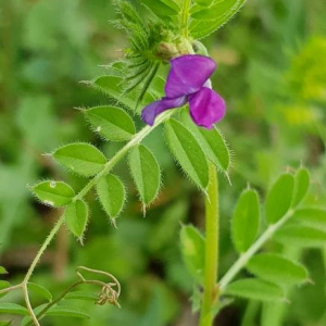 Photographie n°2399798 du taxon Vicia sativa L. [1753]