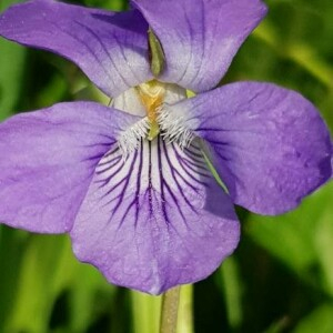 Photographie n°2399806 du taxon Viola riviniana Rchb. [1823]