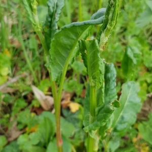 Photographie n°2399820 du taxon Rumex acetosella L. [1753]