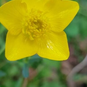 Photographie n°2399825 du taxon Ranunculus bulbosus L. [1753]