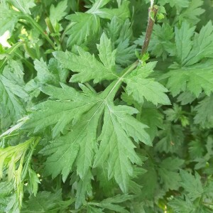 Photographie n°2399935 du taxon Artemisia absinthium L. [1753]