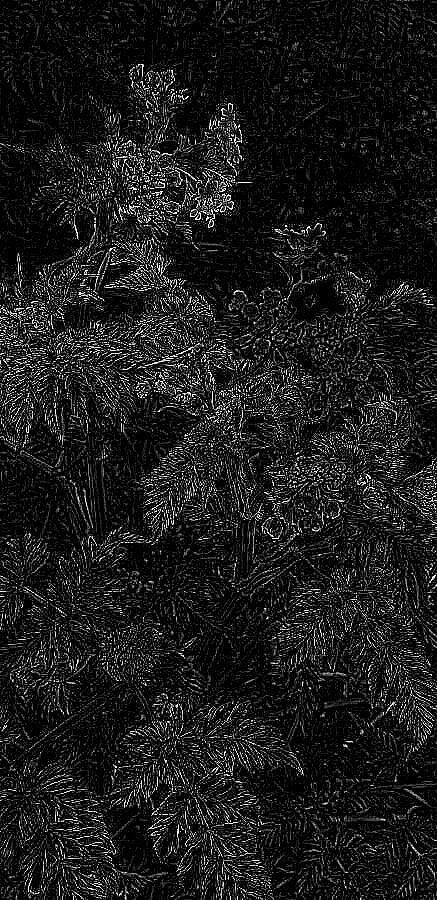 Photographie n°2400002 du taxon Cirsium heterophyllum (L.) Hill [1768]