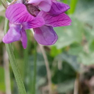 Photographie n°2400032 du taxon Vicia sepium L. [1753]