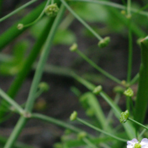 Photographie n°2400073 du taxon Alisma plantago-aquatica L. [1753]