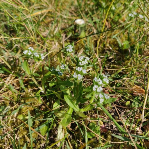 Photographie n°2400109 du taxon Valerianella locusta (L.) Laterr. [1821]