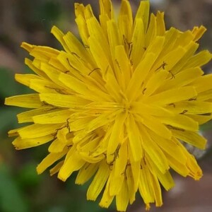 Photographie n°2400117 du taxon Crepis sancta (L.) Bornm. [1913]