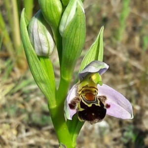 Photographie n°2400529 du taxon Ophrys apifera Huds. [1762]