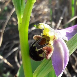 Photographie n°2400531 du taxon Ophrys apifera Huds. [1762]