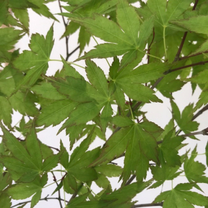 Photographie n°2400591 du taxon Acer palmatum Thunb.