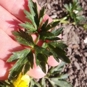 Photographie n°2400619 du taxon Ranunculus repens L. [1753]