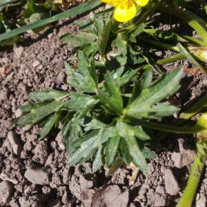 Photographie n°2400620 du taxon Ranunculus repens L. [1753]