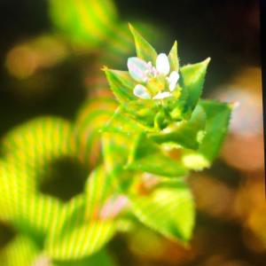 Photographie n°2400701 du taxon Arenaria serpyllifolia L. [1753]