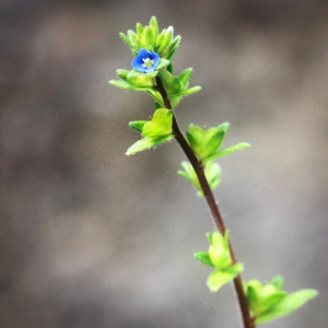 Photographie n°2400702 du taxon Veronica arvensis L. [1753]