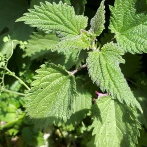 Photographie n°2400782 du taxon Urtica dioica L. [1753]