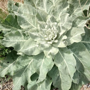 Photographie n°2400789 du taxon Verbascum thapsus L. [1753]