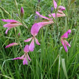 Photographie n°2400838 du taxon Gladiolus italicus Mill. [1768]