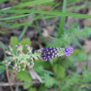 Photographie n°2400847 du taxon Leopoldia comosa (L.) Parl. [1847]