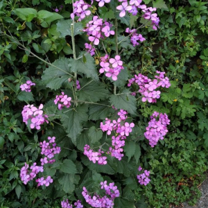 Photographie n°2400851 du taxon Lunaria annua L.