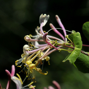  - Lonicera etrusca Santi [1795]