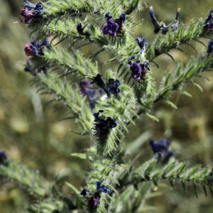 Photographie n°2400968 du taxon Echium vulgare L. [1753]