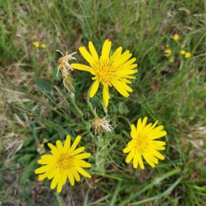 Photographie n°2401177 du taxon Tragopogon pratensis L. [1753]