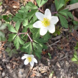 Photographie n°2401246 du taxon Anemone nemorosa L. [1753]