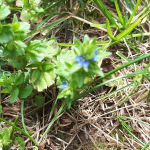 Photographie n°2401327 du taxon Veronica arvensis L. [1753]