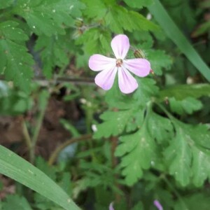 Photographie n°2401372 du taxon Geranium robertianum L. [1753]