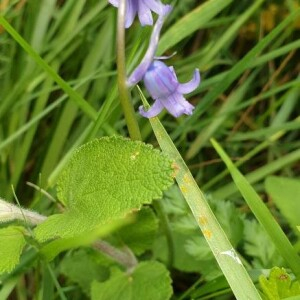 Photographie n°2401374 du taxon Hyacinthoides non-scripta (L.) Chouard ex Rothm. [1944]