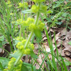 Photographie n°2401377 du taxon Cruciata laevipes Opiz [1852]