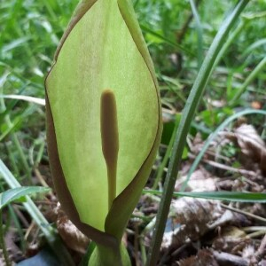 Photographie n°2401383 du taxon Arum maculatum L. [1753]