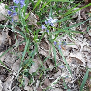 Photographie n°2401391 du taxon Polygala vulgaris L. [1753]