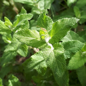 Photographie n°2401398 du taxon Teucrium scorodonia L. [1753]