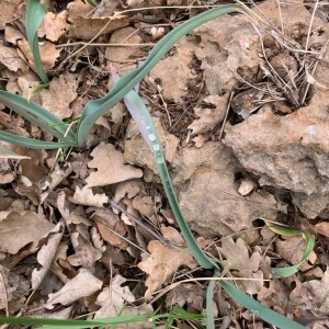 Photographie n°2401403 du taxon Tulipa sylvestris L. [1753]