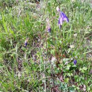 Photographie n°2401430 du taxon Aquilegia vulgaris L. [1753]