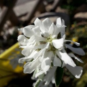 Photographie n°2401453 du taxon Amelanchier ovalis Medik. [1793]