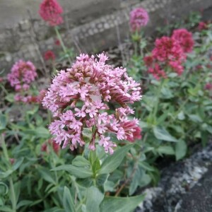 Photographie n°2401563 du taxon Centranthus ruber (L.) DC. [1805]