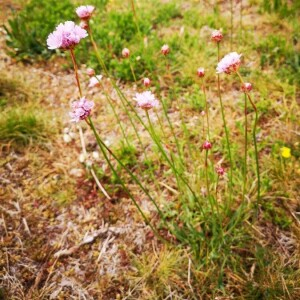 Photographie n°2401786 du taxon Armeria (DC.) Willd.