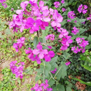 Photographie n°2401894 du taxon Lunaria annua L.