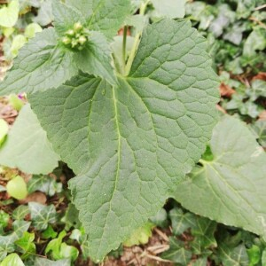 Photographie n°2401895 du taxon Lunaria annua L.