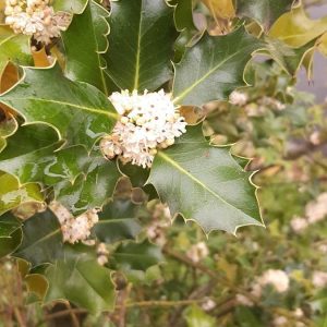 Photographie n°2401897 du taxon Ilex aquifolium L.