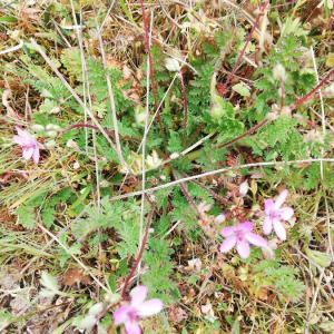 Photographie n°2401909 du taxon Erodium cicutarium (L.) L'Hér.