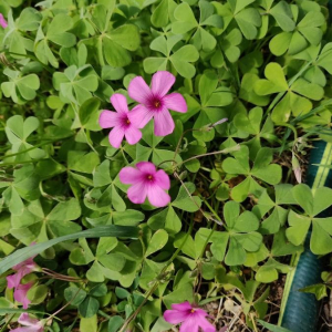 Photographie n°2402007 du taxon Oxalis articulata Savigny [1798]