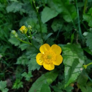 Photographie n°2402010 du taxon Ranunculus repens L. [1753]