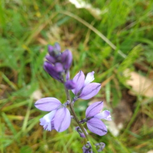 Photographie n°2402025 du taxon Polygala vulgaris L. [1753]