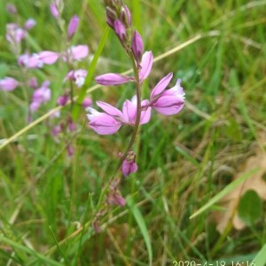 Photographie n°2402026 du taxon Polygala vulgaris L. [1753]