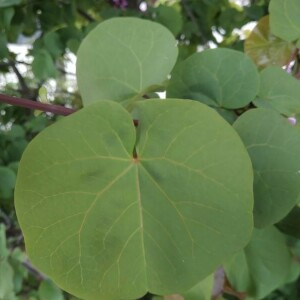 Photographie n°2402073 du taxon Cercis siliquastrum L. [1753]