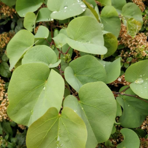 Photographie n°2402083 du taxon Cercis siliquastrum L.