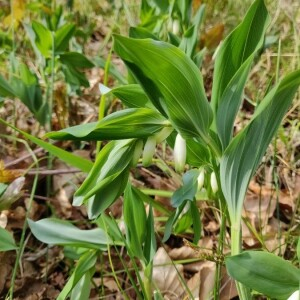 Photographie n°2402108 du taxon Polygonatum multiflorum (L.) All. [1785]